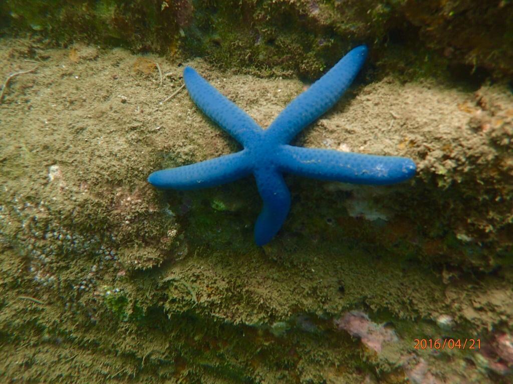 Blue Ocean Sunny Bs Διαμέρισμα Checheng Εξωτερικό φωτογραφία